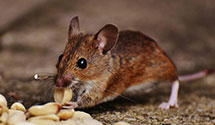 24 Hour & Emergency Exterminators in Shalersville, OH